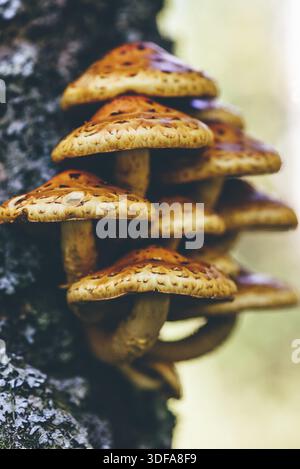 Pholiota aurivella Pilze auf eine Birke im Herbst Wald Stockfoto