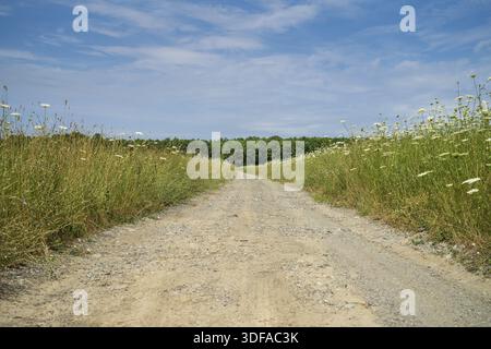 Eine unbefestigte Straße durch ein Sommerfeld, die sich bis in die Ferne zieht Stockfoto