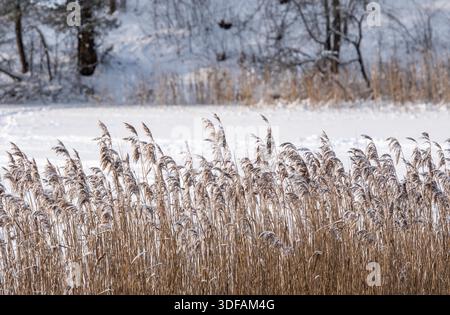 Trockenes Schilf schwingt sanft in einer ruhigen Winterlandschaft, steht vor einem schneebedeckten Feld unter gedämpftem, bewölktem Licht Stockfoto