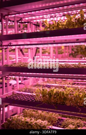 Microgreens unter den Lichtern. Vertikale intelligente Indoor-Farm mit Hydrokultur auf Stapeln im Gewächshaus Stockfoto
