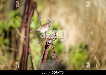 Zwei kleine Vögel ruhen auf einem alten rostigen Zaun in einer natürlichen Umgebung im Freien Stockfoto