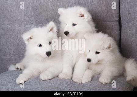 Drei weiße und flauschige Samoyed-Welpen sitzen auf einem grauen Holzsofa. Süße Hunde Stockfoto