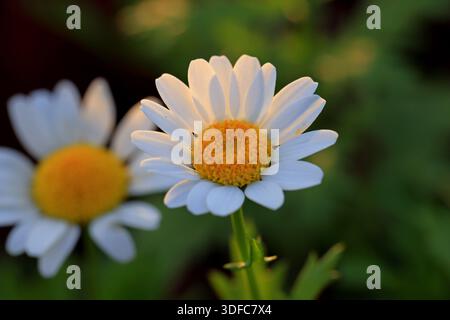 In der Nähe von wunderschönen daisy flower im Garten Stockfoto