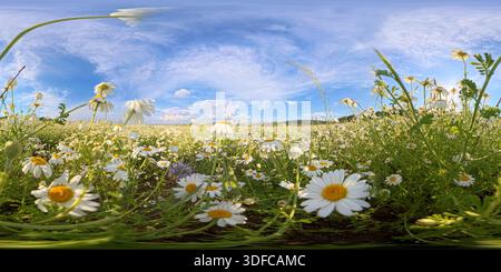 Daisy Field, Kamillenwiese, blauer Himmel mit weißen Wolken über einer weiten Frühlingsblumenlandschaft, aus einem niedrigen Winkel betrachtet Stockfoto