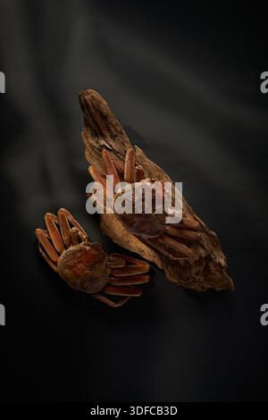 Ganze gedämpfte Schneekrabbe serviert auf traditioneller roter Lackplatte - Top View, gedämpfte ganze vietnamesische haarige Krabbe auf einer Vintage Holzkiste Stockfoto