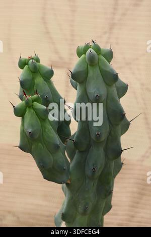 Ungewöhnlicher Spitzkaktus mit dichten, scharfen Stacheln, fotografiert als exotische Zierpflanze in einem Gewächshaus. Stockfoto