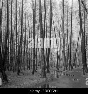 Region Donezk, Ukraine, UdSSR, 1950er Jahre Ein stimmungsvolles Schwarz-weiß-Archivfoto, das einen dichten Wald mit hohen vertikalen Baumstämmen erfasst. Ein schlammiger Pfad mit großen Pfützen schlängelt sich durch den Wald im Vordergrund. Das Wasser reflektiert die dunklen Silhouetten der Bäume und den grauen Himmel. Die blattlosen Zweige zeigen die kalte Jahreszeit des Spätherbst oder frühen Frühlings an. Das Bild zeigt die charakteristische Körnung eines Films aus der Mitte des 20. Jahrhunderts. Diese melancholische Landschaft vermittelt die Feuchtigkeit und Stille der Wildnis. Die Szene erinnert an die friedliche Natur des Donbass. Stockfoto