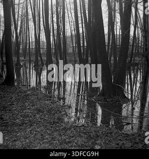 Region Donezk, Ukraine, UdSSR, 1950er Jahre Ein atmosphärisches Schwarz-weiß-Archivfoto, das eine überflutete Waldfläche während des Frühjahrs auftaut. Dunkle vertikale Baumstämme stehen in ruhigem Wasser und erzeugen klare Reflexionen, die der Szene Tiefe verleihen. Durch die dichten Bäume im Hintergrund sind Dorfhäuser und Zäune schwach sichtbar, was auf die Nähe einer Siedlung hinweist. Das Bild zeigt den hohen Kontrast und die Körnung, die für Filme aus der Mitte des 20. Jahrhunderts typisch sind. Diese geheimnisvolle Landschaft vermittelt die Stille und Feuchtigkeit eines sumpfigen Waldes. Die Szene erinnert an die friedliche Natur des Donbass. Stockfoto