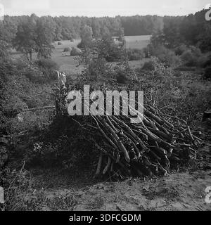 Region Donezk, Ukraine, UdSSR, 1950er Jahre Ein stimmungsvolles Schwarz-weiß-Archivfoto, das eine ländliche Landschaft mit Zeichen von Forstarbeiten darstellt. Im Vordergrund liegt ein großer, strukturierter Haufen von geschnittenen Ästen und Reisig am Rand einer Rodung, was auf das Sammeln von Brennholz hindeutet. Dahinter öffnet sich eine breite Wiese, die von traditionellen Heuhaufen gesäumt ist und von einem dichten Wald umgeben ist. Die Szene fängt die Arbeitsatmosphäre der Landschaft während der Erntezeit ein. Das Bild erinnert an die Nostalgie für das friedliche ländliche Leben des Donbass. Stockfoto