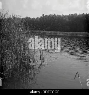 Region Donezk, Ukraine, UdSSR, 1950er Jahre Ein stimmungsvolles Schwarz-weiß-Archivfoto, das ein mit hohem Schilf bewachsenes Uferufer erfasst. Die dichte Vegetation auf der linken Seite steht im Kontrast zur gekräuselten Wasseroberfläche auf der rechten Seite. Lily Pads schweben in der Nähe der Stiele. Im Hintergrund zieht sich eine dunkle Waldlinie über den Horizont. Die Wellen auf dem Wasser deuten auf einen windigen Tag hin. Das Bild zeigt die charakteristische Körnung eines Films aus der Mitte des 20. Jahrhunderts. Diese Landschaft vermittelt die wilde Schönheit der Feuchtgebiete. Die Aussicht weckt Nostalgie für die friedliche Natur des Donbass. Stockfoto