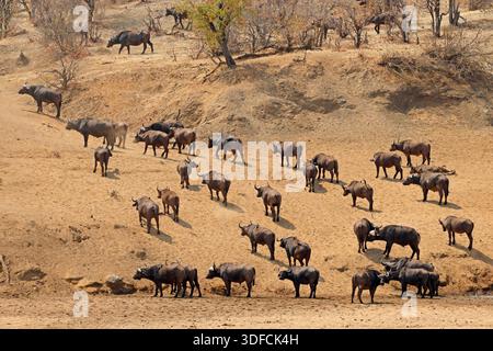 Große Herde afrikanischer Büffel (Syncerus caffer), Kruger National Park, Südafrika Stockfoto