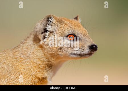 Porträt einer gelben Mungo (Cynictus Penicillata), Kalahari-Wüste, Südafrika Stockfoto