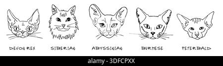Kritzelköpfe verschiedener Rassen, Katzenset. Devon rex, sibirien, abessinier, birmanisch, Peterbald Stock Vektor