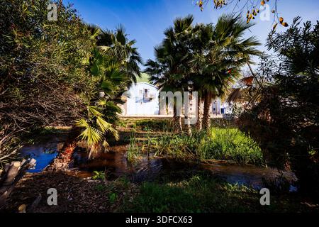 Ein malerischer Blick auf ein hellblaues Haus durch die Äste von Palmen, mit einem kleinen Bach und hohem Gras im Vordergrund. Stockfoto