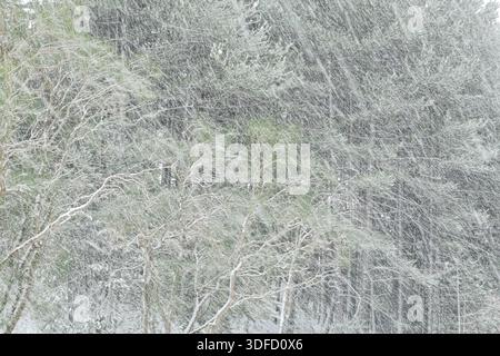 Schnee im Hintergrund Mischwald des Ätna-Parks, Sizilien, Italien Stockfoto