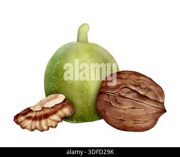 Grüne Walnuss Aquarellillustration auf weißem Hintergrund, unreife Nuss in grüner Schale mit Schale und Kernen, botanische Lebensmittelelemente für Verpackung, Etiketten, Menüs, Rezepte und kulinarisches Design Stockfoto