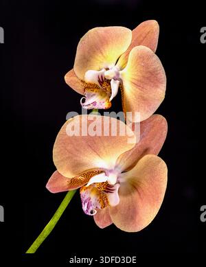 Eine orangene Phalaenopsis, auch bekannt als die MottenOrchidee, fotografiert auf einem schlichten schwarzen Hintergrund Stockfoto