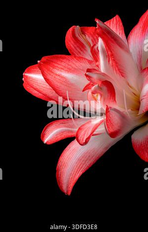 A close up of beautiful red and white amaryllis flower photographed against a plain black background Stockfoto