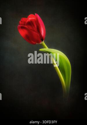 Eine wunderschöne einsame rote Tulpenblüte, fotografiert vor dunklem Hintergrund Stockfoto
