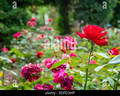 Nahaufnahme wunderbarer roter Rosen in einem französischen Garten Stockfoto