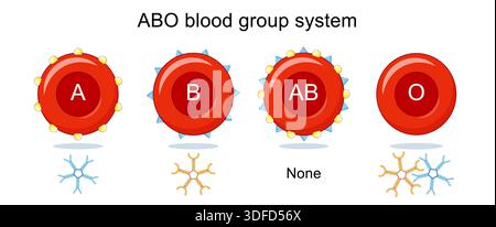 ABO-Blutgruppentypen. Nahaufnahme der Erythrozyten. Antigene auf Erythrozyten und IgM-Antikörper im Serum. Vektorabbildung. Medizinischer Durchmesser Stock Vektor