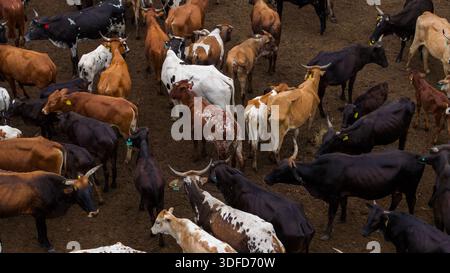 Aus der Vogelperspektive von Rindern mit schwarzen, braunen und weißen Mänteln, die zusammen in einem staubigen Gehege in Ponta do Ouro, Provinz Maputo, Mosambik, fräsen. Stockfoto