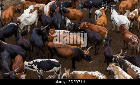 Aus der Vogelperspektive drängen sich die Rinder zusammen, ihre vielfältigen verborgenen Wandteppiche aus Braun, Schwarz, Weißen und Bräunen bilden ein reiches Mosaik des ländlichen Lebens, Ponta Stockfoto