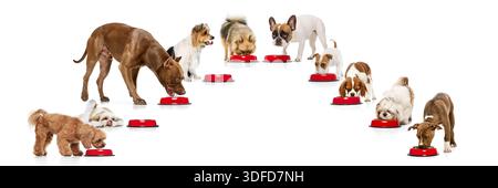 Gruppe von Hunden, die aus Schüsseln essen, die in kreisförmiger Collage auf weißem Hintergrund angeordnet sind. Stockfoto