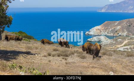 Aus der Vogelperspektive auf einer Herde von Bisons, die auf den sonnendurchfluteten Hügeln weidet, mit Blick auf das glitzernde blaue Meer, eine perfekte Mischung aus Tierwelt und Küstenschönheit, Stockfoto