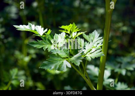 Petersilienpflanze, ein weltweit gewachsenes Kraut, das in Lebensmitteln und auch in der Medizin weit verbreitet ist. Petersilie enthält die Vitamine B1, B2, C und K. Stockfoto