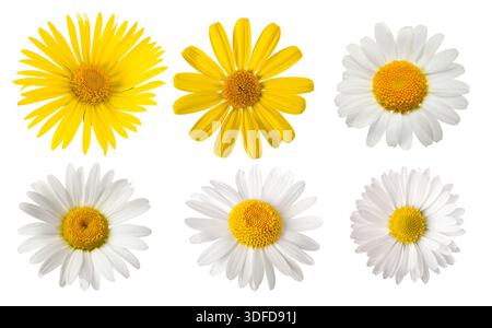 Gänseblümchen Gruppe auf weißem Hintergrund Stockfoto