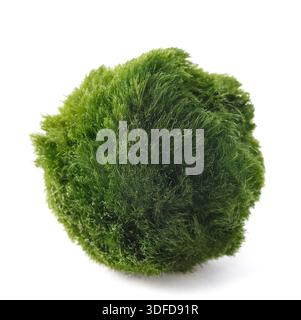 Mooskugel isoliert auf weißem Hintergrund Stockfoto