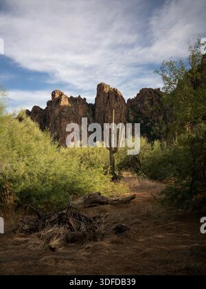 Saguaro-Kaktus in bergiger Wüstenlandschaft Stockfoto