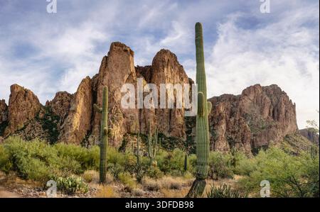 Saguaro-Kaktus in bergigem Wüstenpanorama Stockfoto