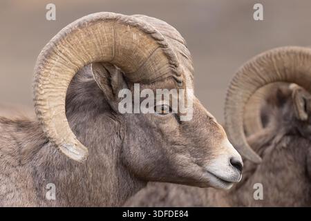 Dickhornram Mit Gebogenen Hörnern, Nahaufnahme Porträt Von Ovis Canaden Stockfoto