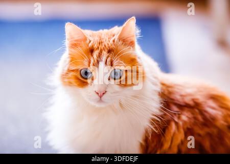 Intensives Blauäugiges Ginger Cat-Porträt Stockfoto