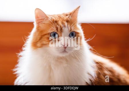 Soft Focus Porträt einer blauäugigen Katze Stockfoto