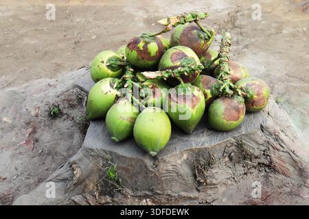 Grüne rohe Kokosbrühe Stockfoto