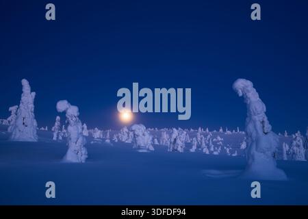 Atemberaubende Nachtlandschaft mit mondbeleuchteten schneebedeckten Bäumen (tykky) in einer ruhigen blauen Stunde. Ideal für hochwertige Reisebroschüren und Natur Stockfoto