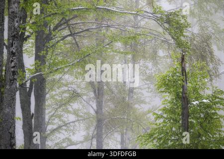Eine nebelige Waldszene zeigt junge grüne Blätter auf Bäumen, die teilweise mit leichtem Schnee bedeckt sind, während der Kälte des späten Frühlings in einem gemäßigten Wald. Stockfoto