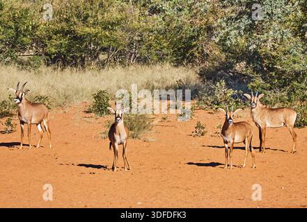 Gruppe von roan Antilopen in der afrikanischen Savanne, Waterberg Plateau Nationalpark in Namibia Stockfoto