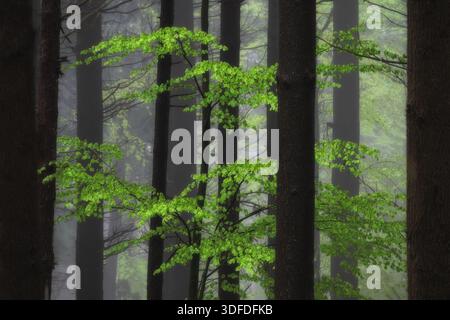 Niedriger Blickwinkel auf hellgrüne Blätter an einem jungen Laubbaum, der zwischen dunklen Nadelbäumen in einem nebeligen Wald wächst. Professionelle Naturfotografie Stockfoto