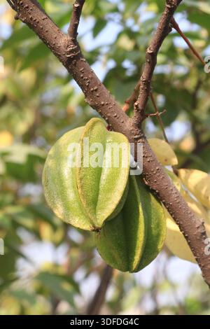 Karambola am Baum im Bauernhof Stockfoto