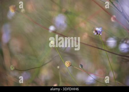 Nahaufnahme einer Biene auf einer lila Blume in einem Feld von wilden Pflanzen mit geringer Tiefe des Feldes und sanfter natürlicher Beleuchtung. Stockfoto