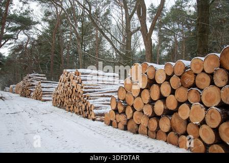 Gehäufte Baumstämme entlang schneebedeckter Feldwege im Wald in Gelderland, Holland Stockfoto