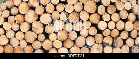 Panorama des Haufens geschnittener Baumstämme im Wald in Gelderland, Holland Stockfoto