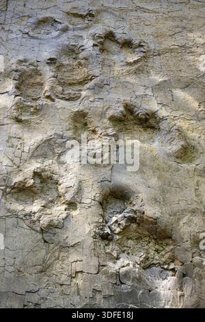 Dinosaurierspuren bei Barkhausen, Barkausen, Bad Essen, Niedersachsen Stockfoto