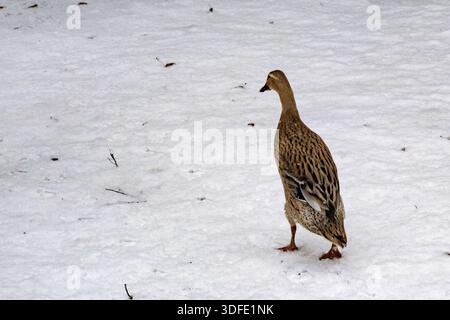 Borken, NRW, Deutsche Ente, die bei kaltem Wetter allein auf einem unberührten, weißen, schneebedeckten Boden läuft Stockfoto