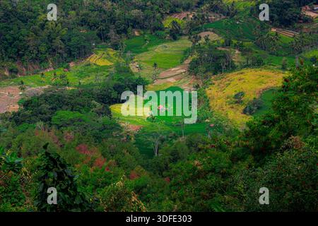 Ein kleines Haus in einem Feld von grünen Reisfeldern rundet das schöne Bild ab. Stockfoto