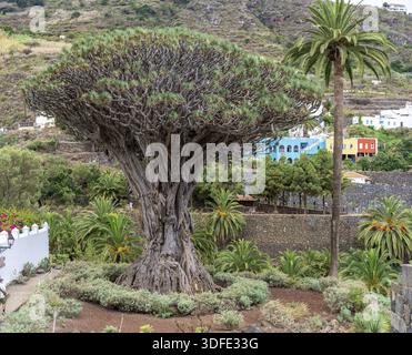 Berühmter Drago Baum (El Drago Milenario) - Icod de los Vinos, Teneriffa, Kanarische Inseln, Spanien Stockfoto